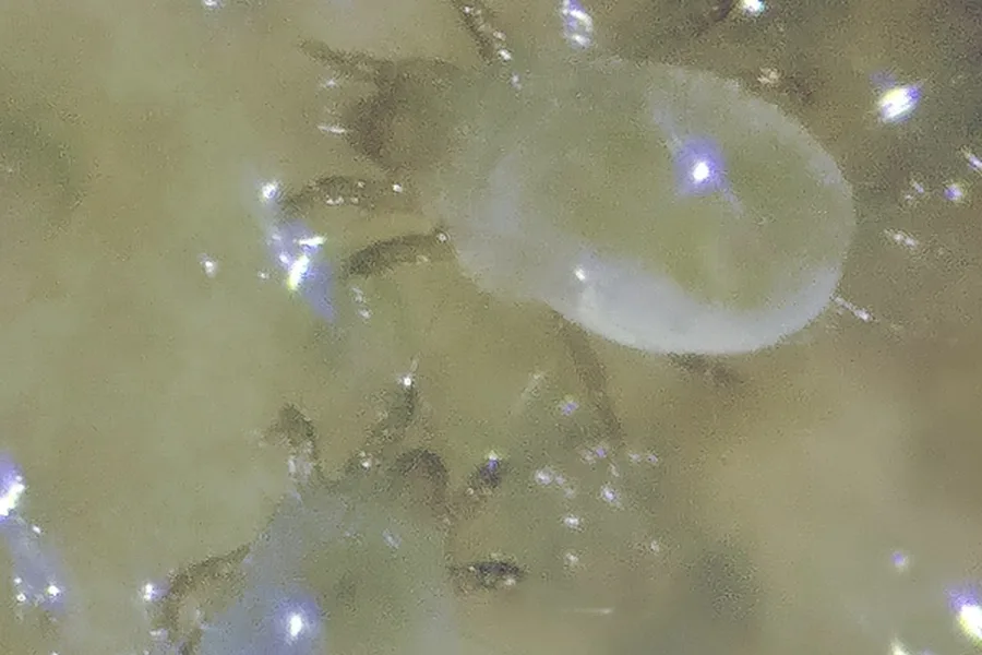 Two pale translucent mold mites feeding on a film of mold growth