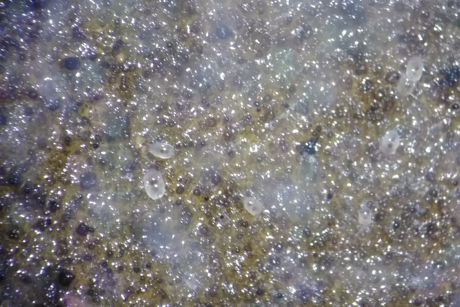 Heavy mold mite infestation forming a dense shimmering layer of mite dust on a moldy surface