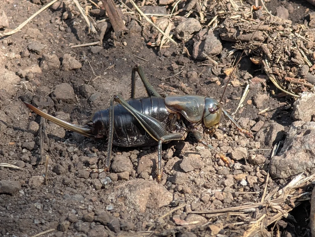 Dark-colored Mormon cricket showing side profile and body structure
