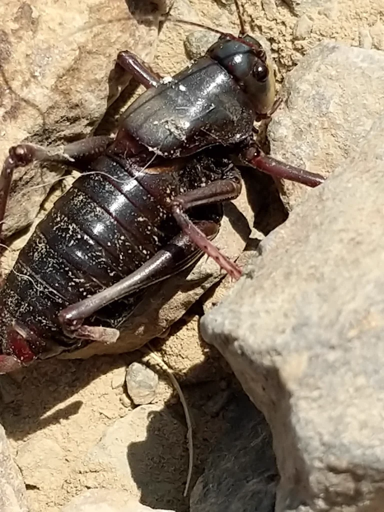 Detailed view of Mormon cricket showing dark purple-black coloration and leg structure