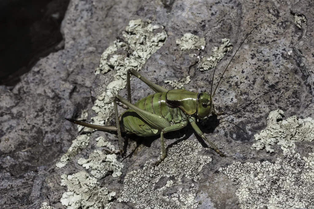 Green Mormon cricket on lichen-covered rock showing color variation