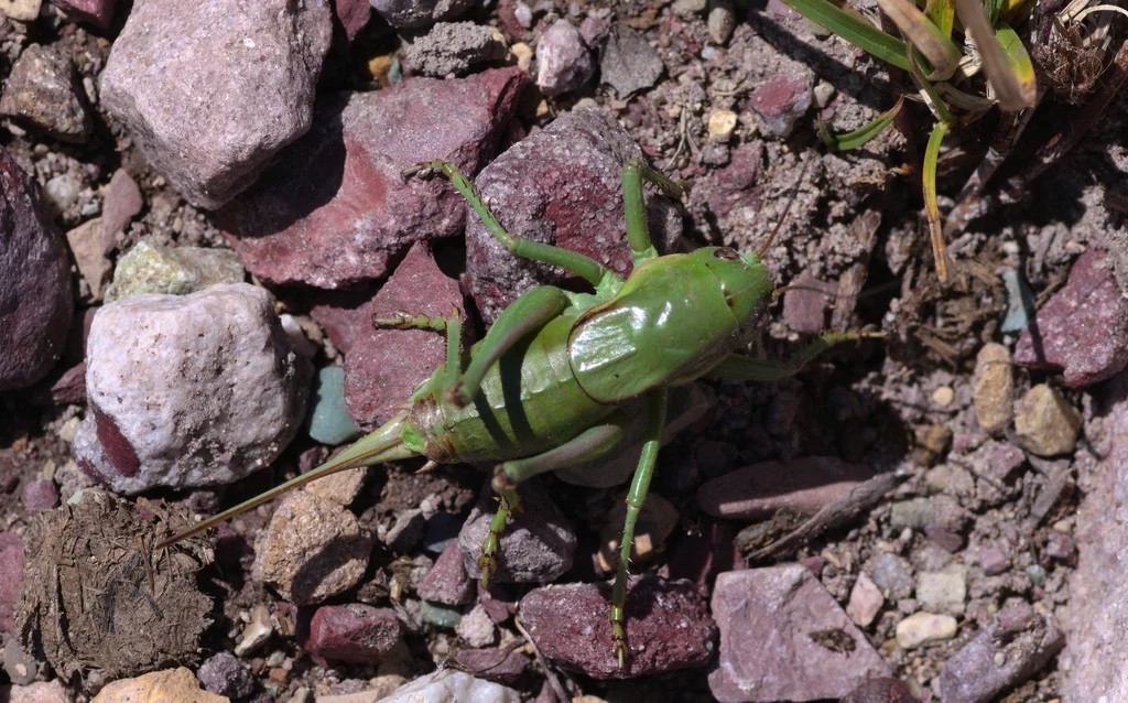 Bright green Mormon cricket on rocky terrain in natural habitat