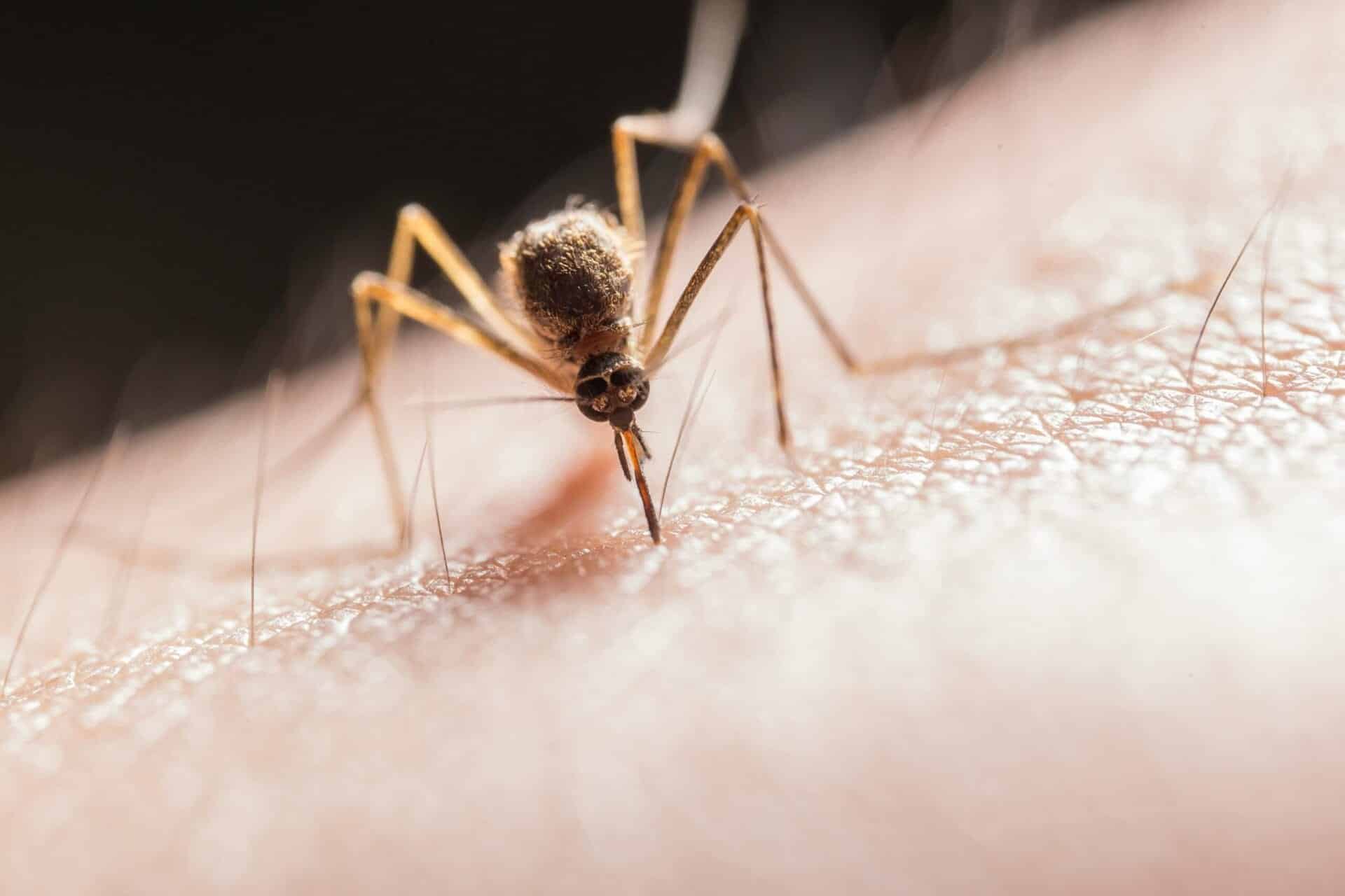 Mosquitoes photo 4