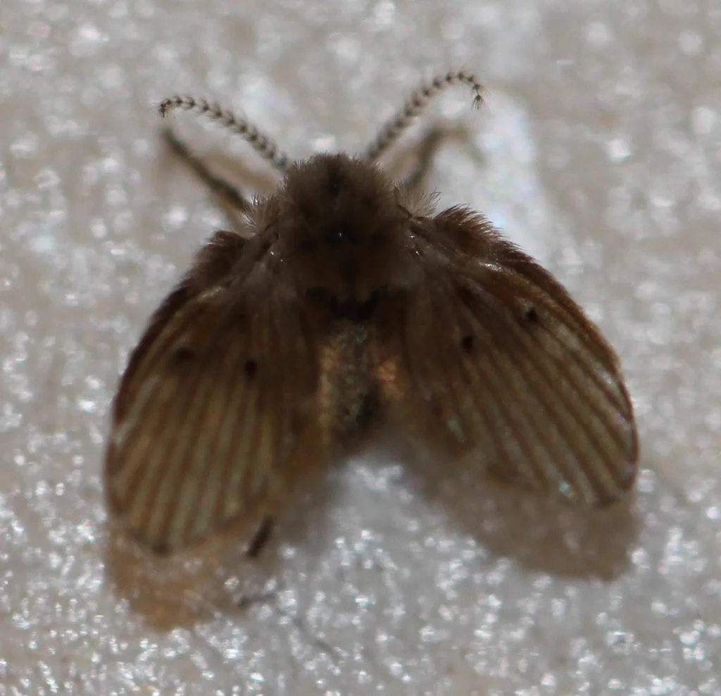Top-down view of a moth fly displaying its leaf-shaped wings