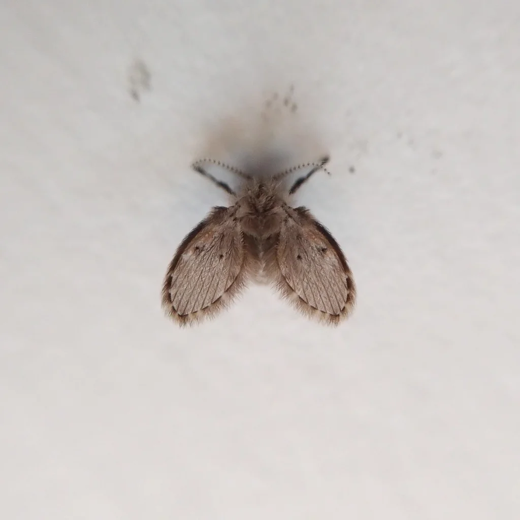 Moth fly resting on a white surface showing its small size