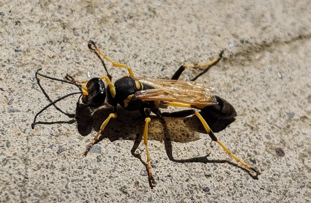 Black and yellow mud dauber wasp on concrete surface