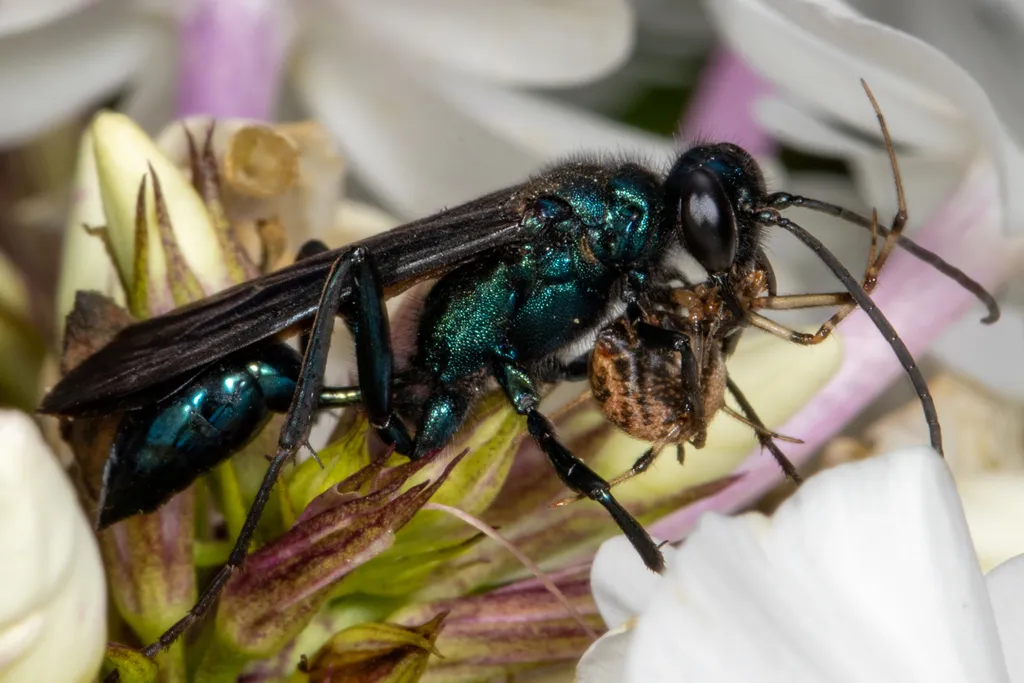 Blue mud dauber wasp feeding on flower nectar