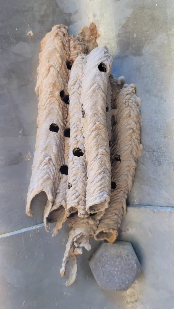 Organ pipe mud dauber nest showing characteristic tube-shaped chambers