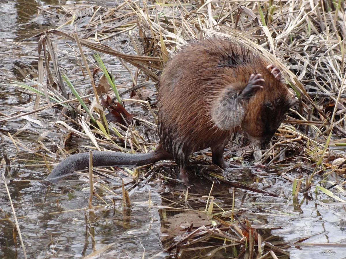 Muskrat on marshy bank showing full body profile with wet brown fur