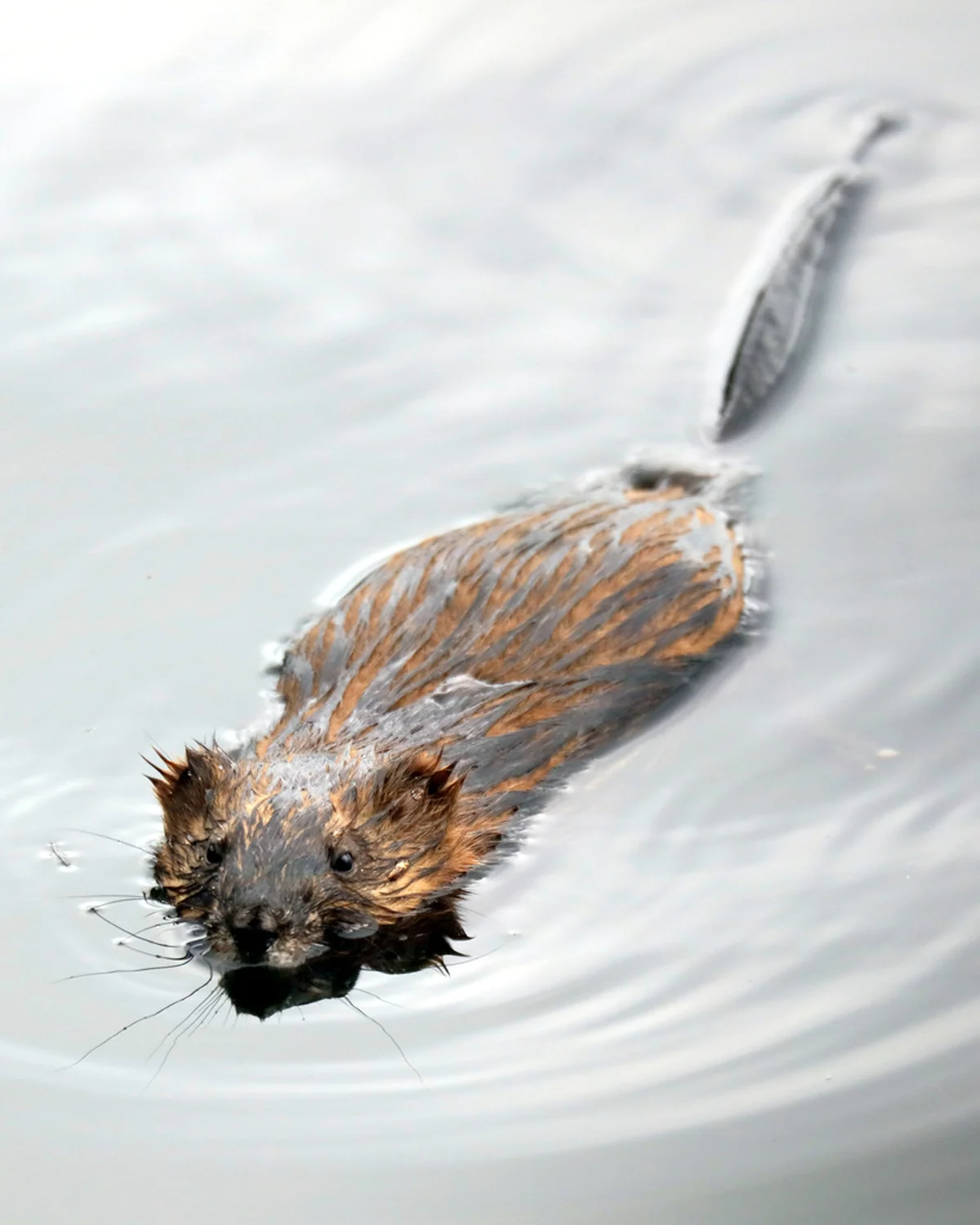 Muskrat swimming in water showing characteristic dark brown fur and long tail