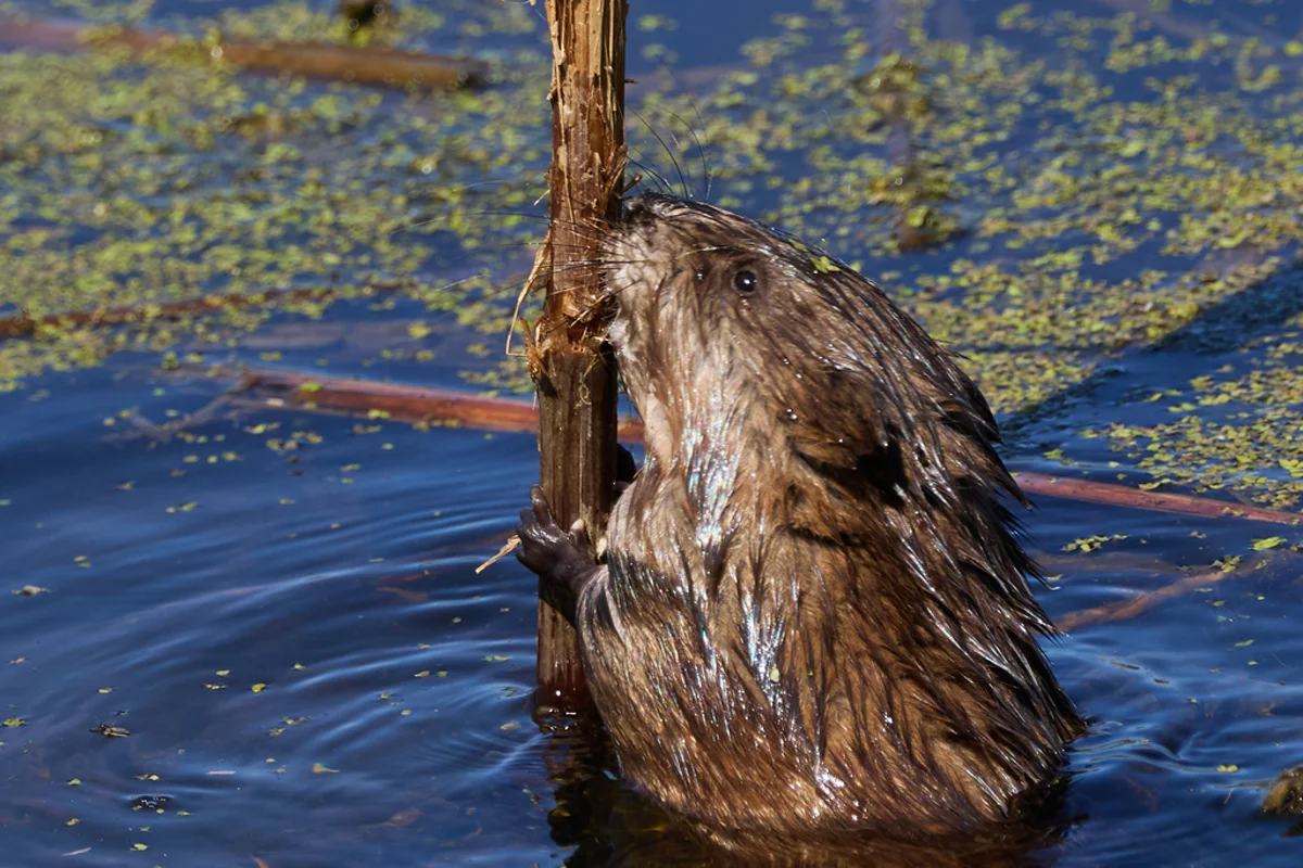 Muskrat feeding on aquatic vegetation showing typical foraging behavior