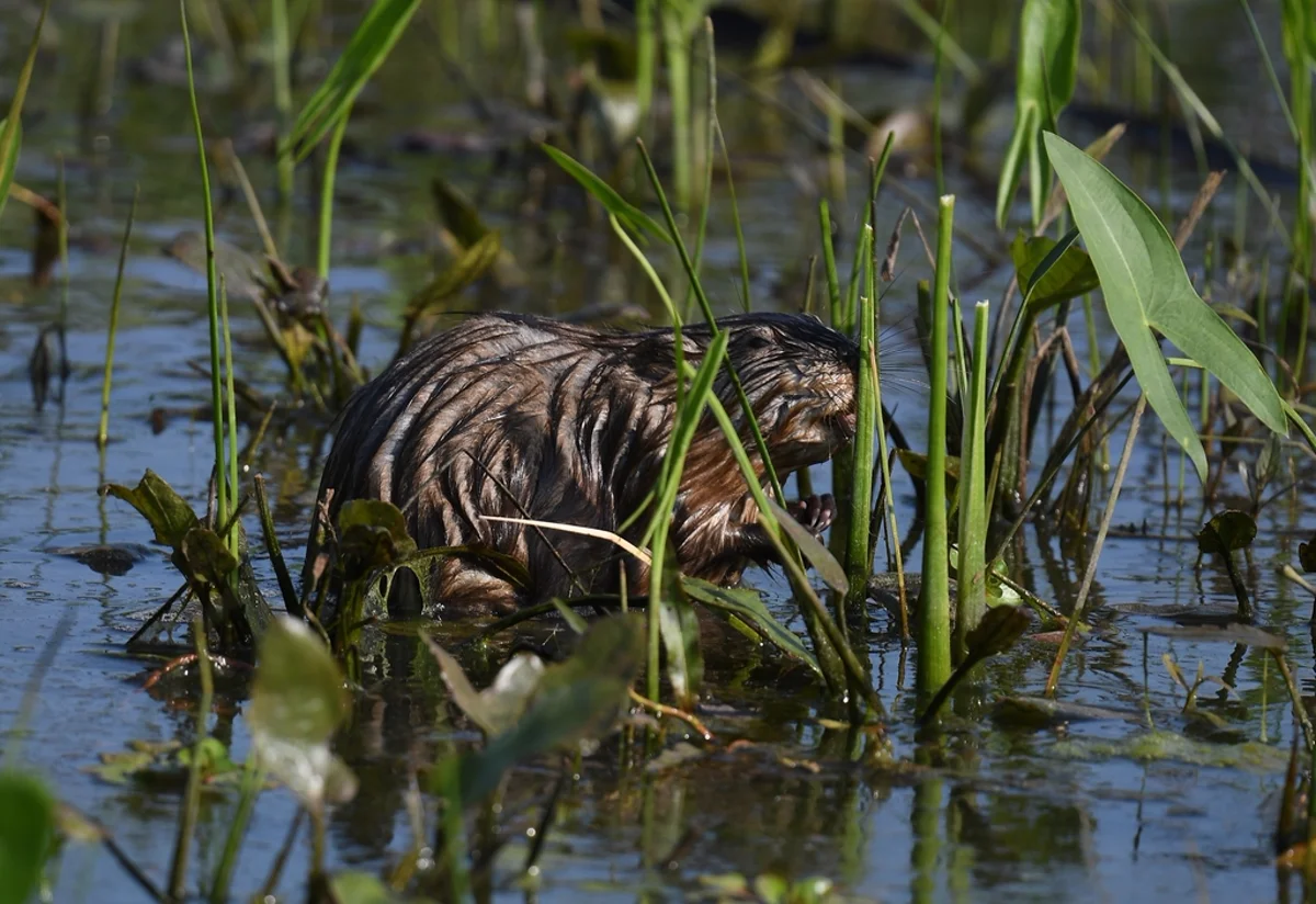 Muskrat in natural marsh habitat surrounded by wetland plants