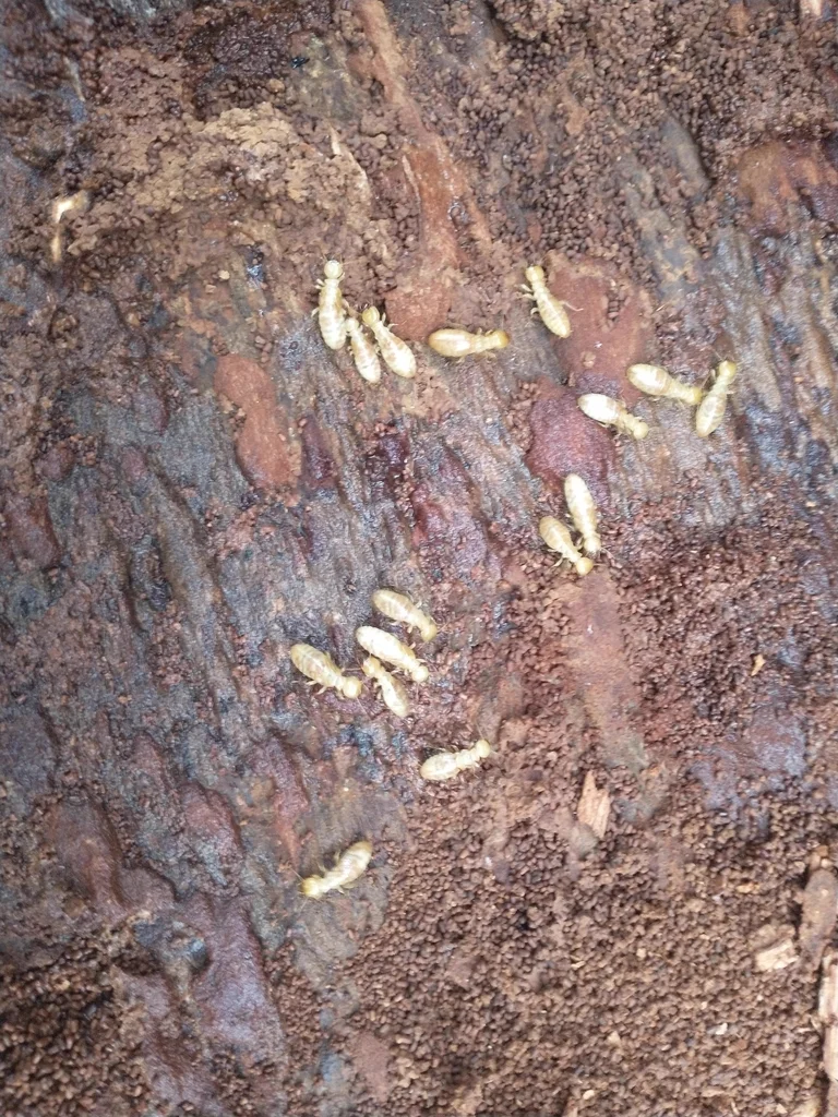 Nevada dampwood termite colony inside decaying wood showing multiple workers