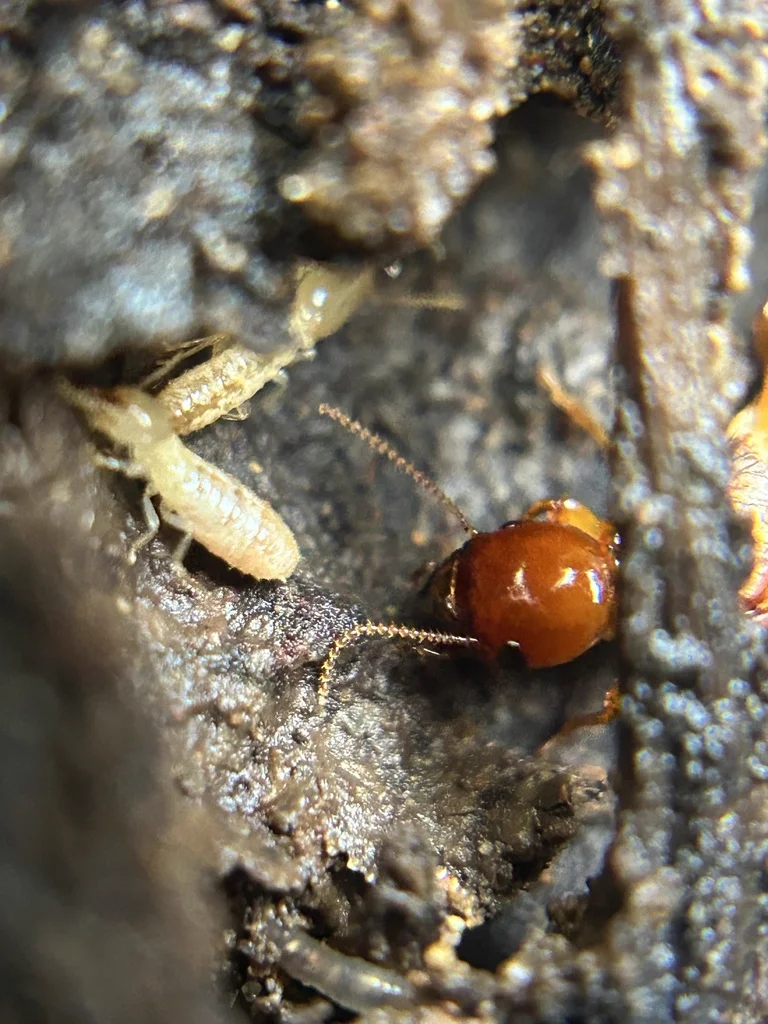 Dampwood termite soldier with large head alongside smaller worker termites