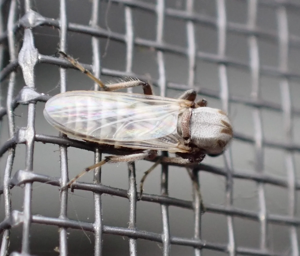 No-see-um on window screen showing size comparison to mesh openings