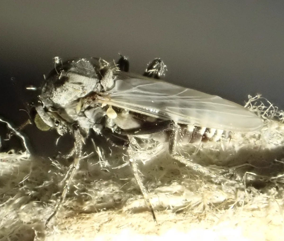 Side view of a biting midge displaying its compact body and long legs