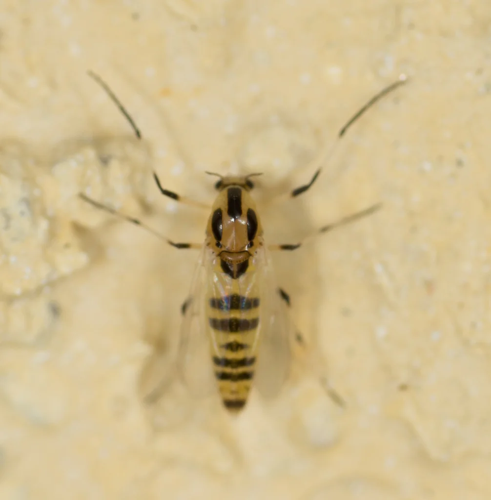 Yellow and black banded non-biting midge showing color variation among species