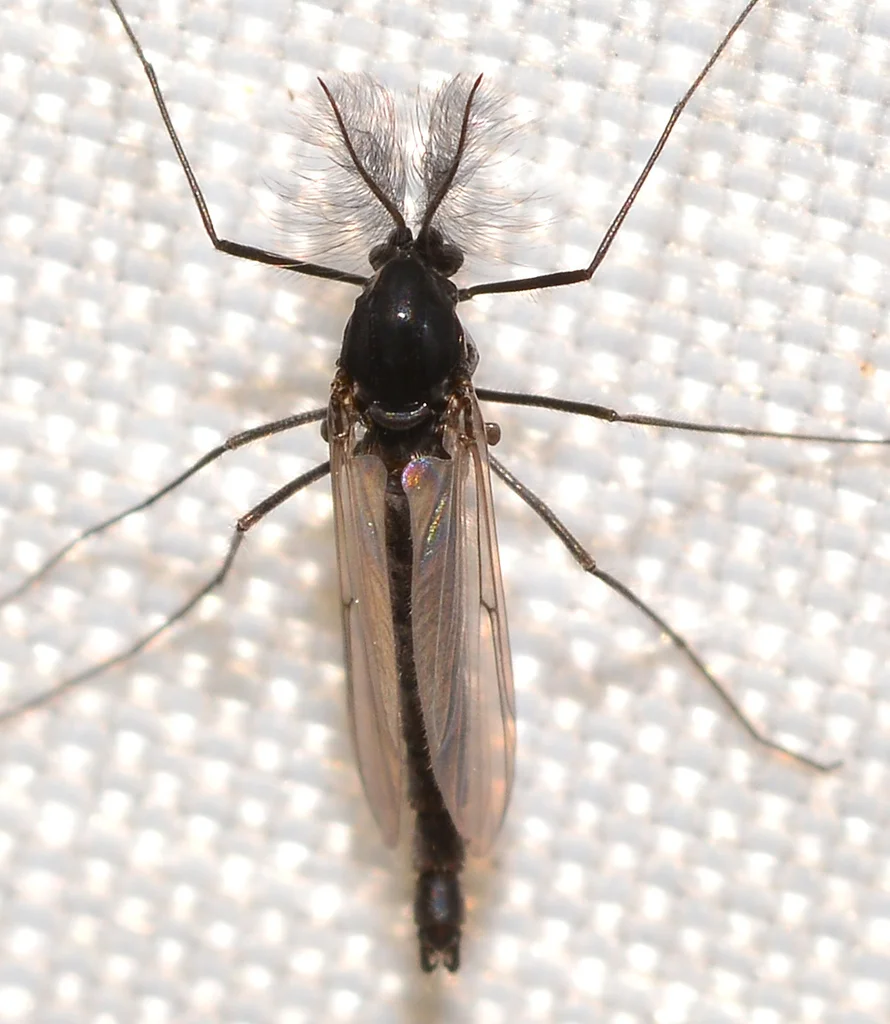 Top-down view of a dark non-biting midge showing its distinctive feathery antennae