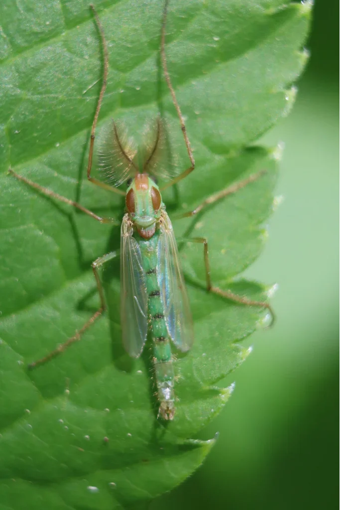 Green non-biting midge resting on a leaf