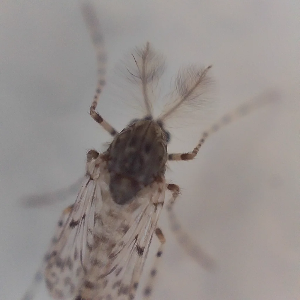 Male non-biting midge displaying characteristic plumose feathery antennae