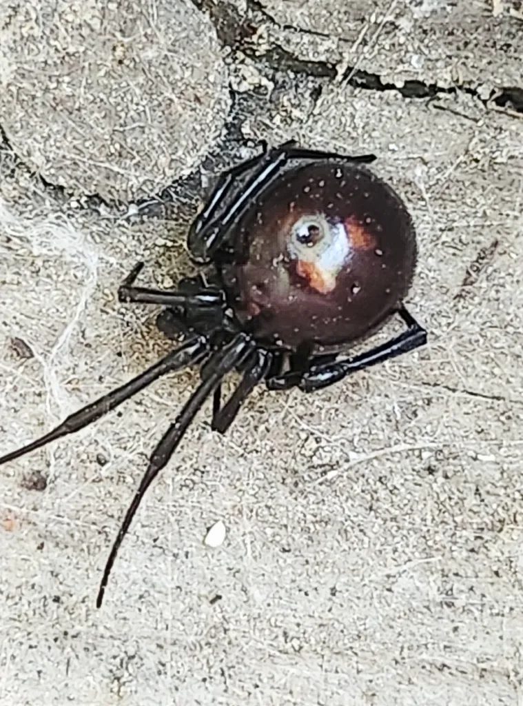 Northern black widow spider on stone surface showing glossy black abdomen and red dorsal spot