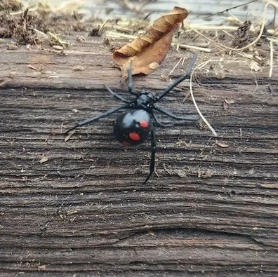 Northern black widow spider on weathered wood with visible red hourglass marking and dried leaf