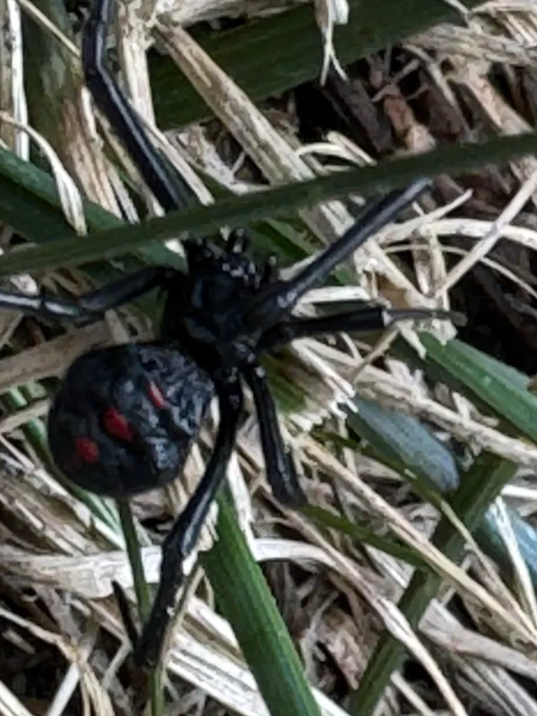 Northern black widow spider in natural vegetation habitat showing characteristic red markings on abdomen