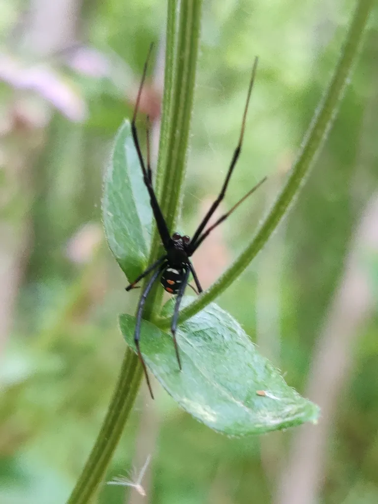 Northern black widow spider on leaf near egg sac in natural wooded setting