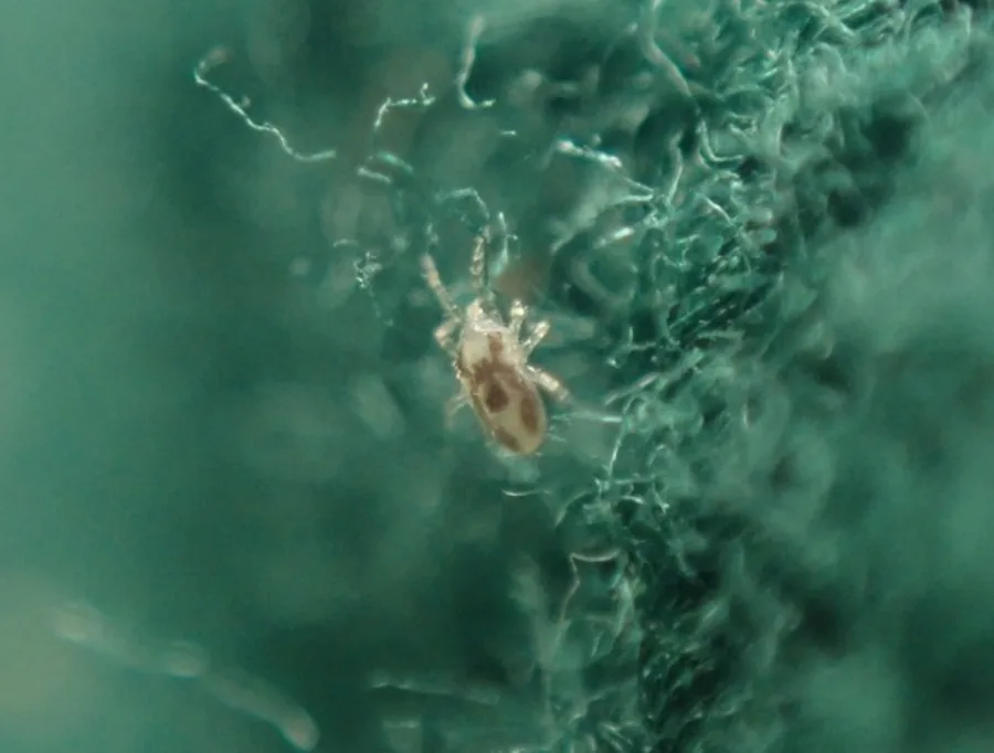 Close-up of a northern fowl mite with a reddish blood meal visible through its body