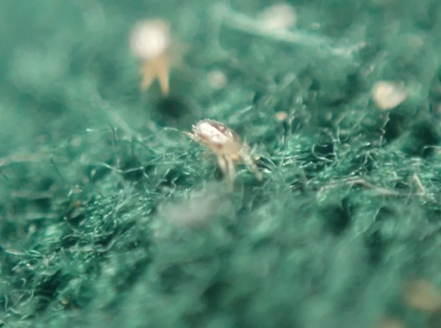 Several northern fowl mites scattered across fabric fibers during an infestation