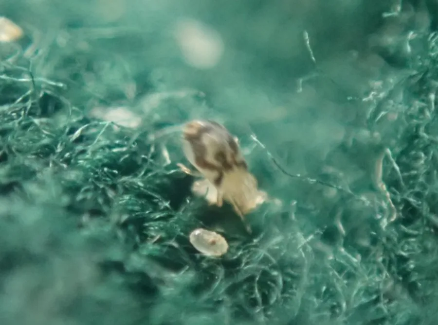 Northern fowl mite beside pale mite eggs and shed skins caught in fibers
