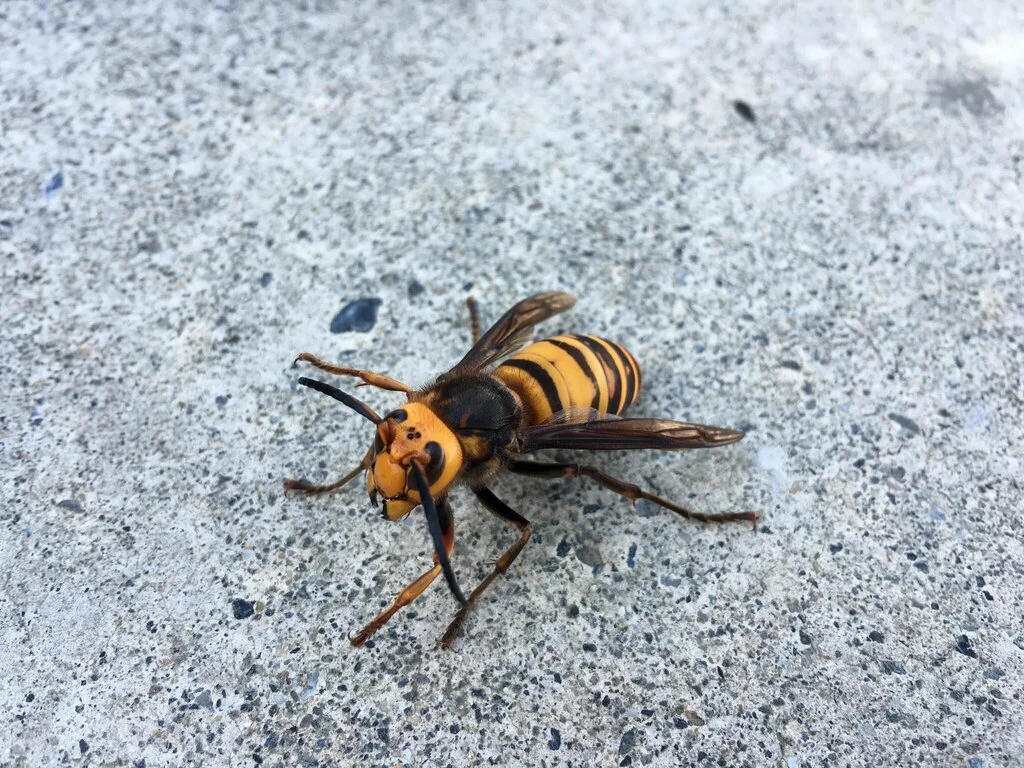 Northern giant hornet displaying full body view with wings spread on concrete