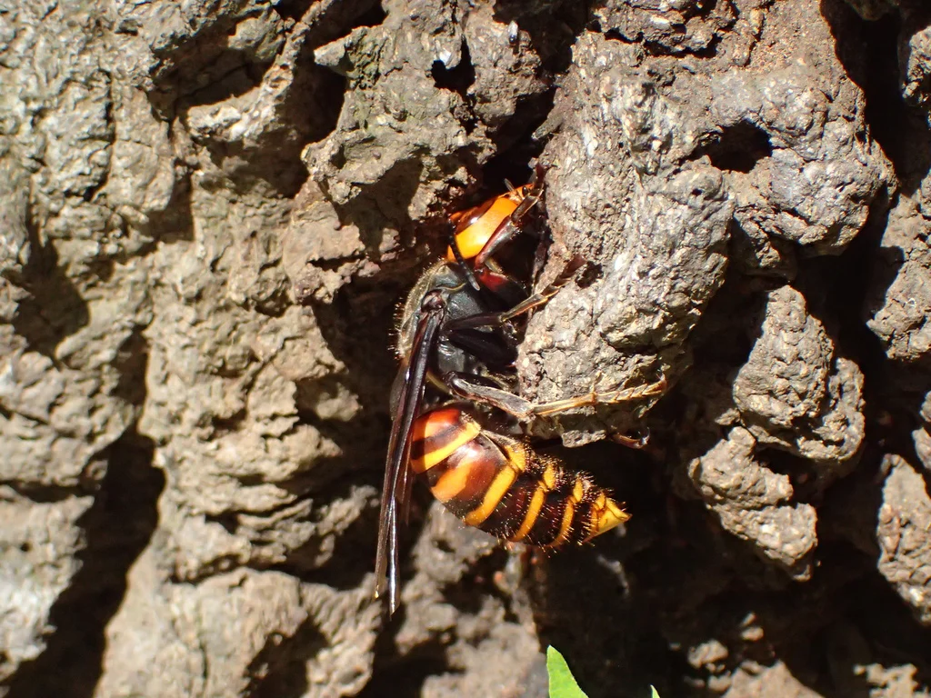 Northern giant hornet on tree bark showing natural foraging behavior