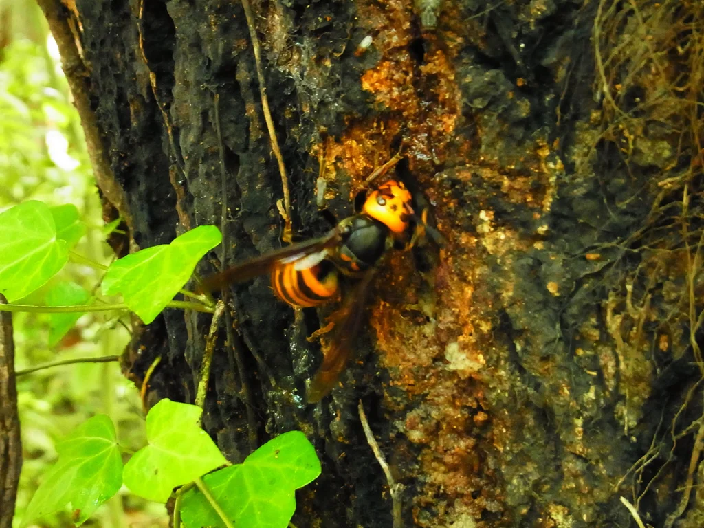 Northern giant hornet feeding on tree sap showing characteristic orange coloration