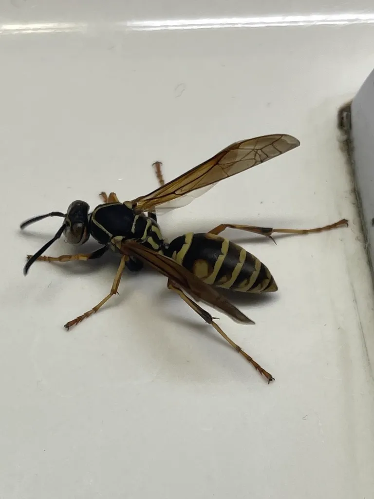 Northern paper wasp displaying its slender body and long dangling legs