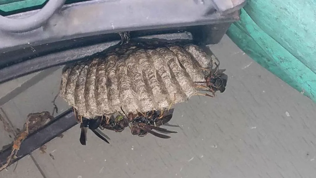 Northern paper wasp colony on umbrella-shaped nest showing honeycomb cells