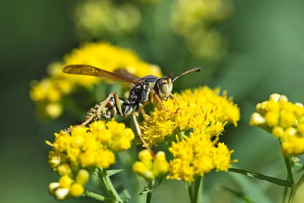 Northern paper wasp foraging on yellow goldenrod flowers