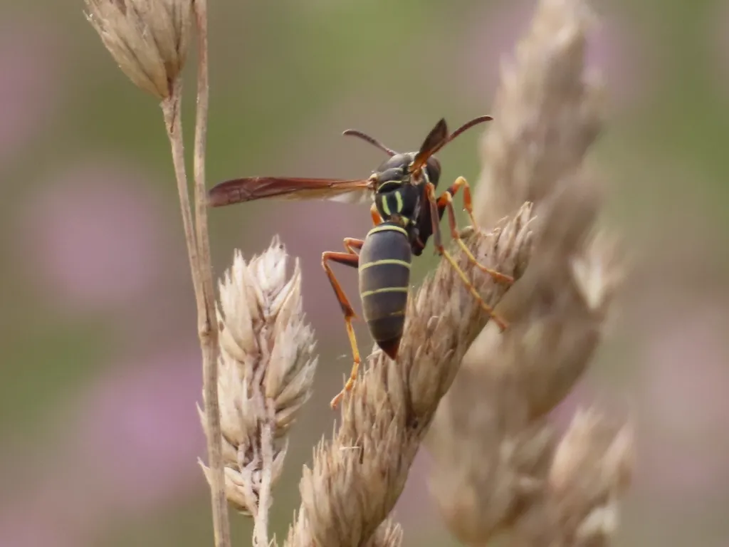 Northern paper wasp perched on dried grass showing distinctive profile