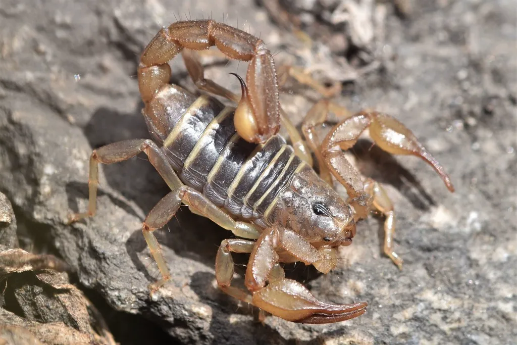 Close-up side view of a northern scorpion on a rock showing its tan coloration and body segments