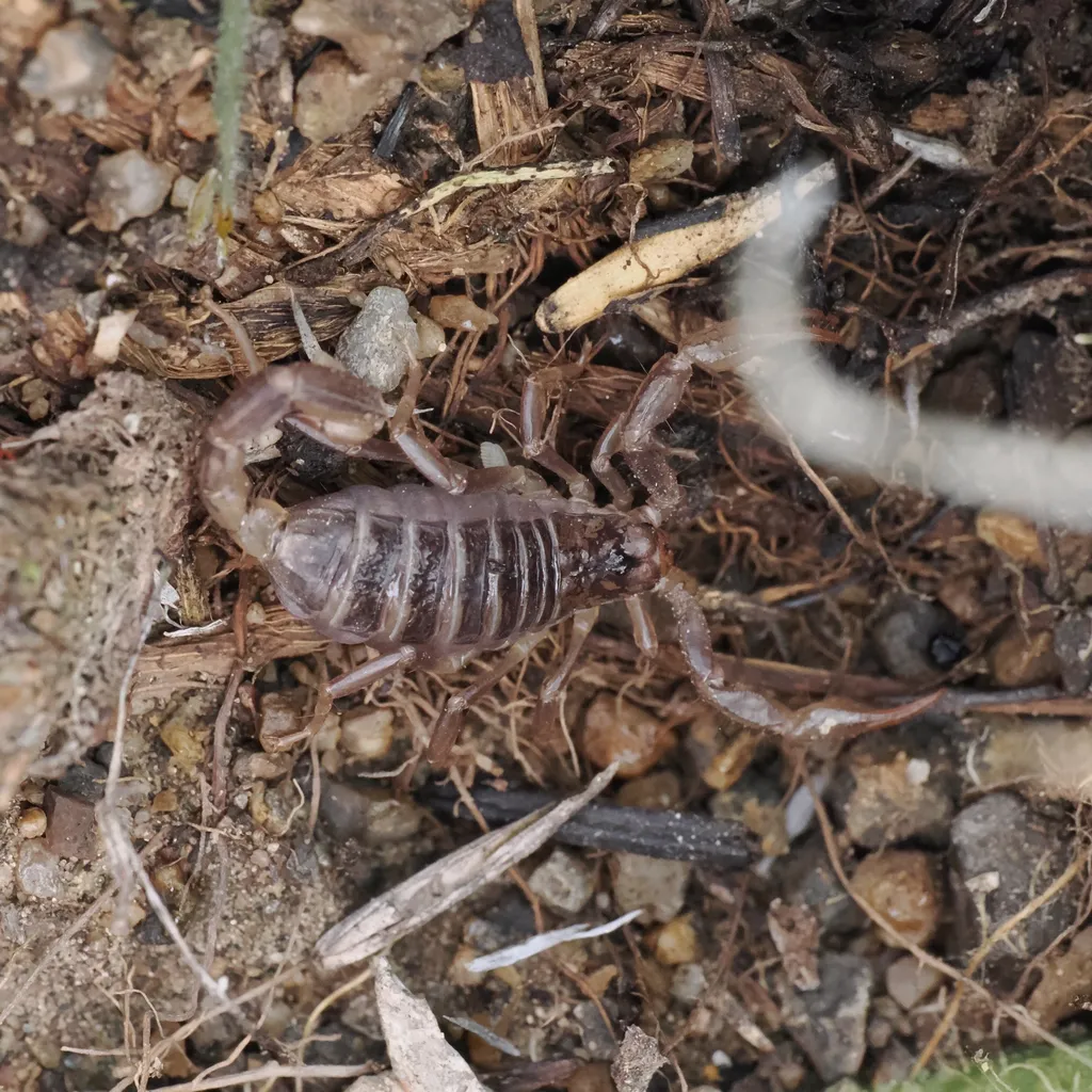Northern scorpion on soil in its natural habitat showing characteristic brown coloration