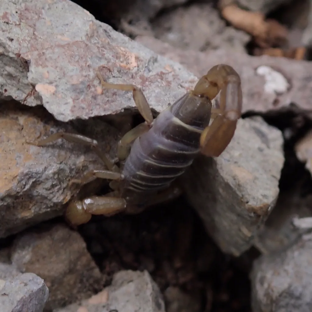 Northern scorpion among rocks in a rocky crevice habitat