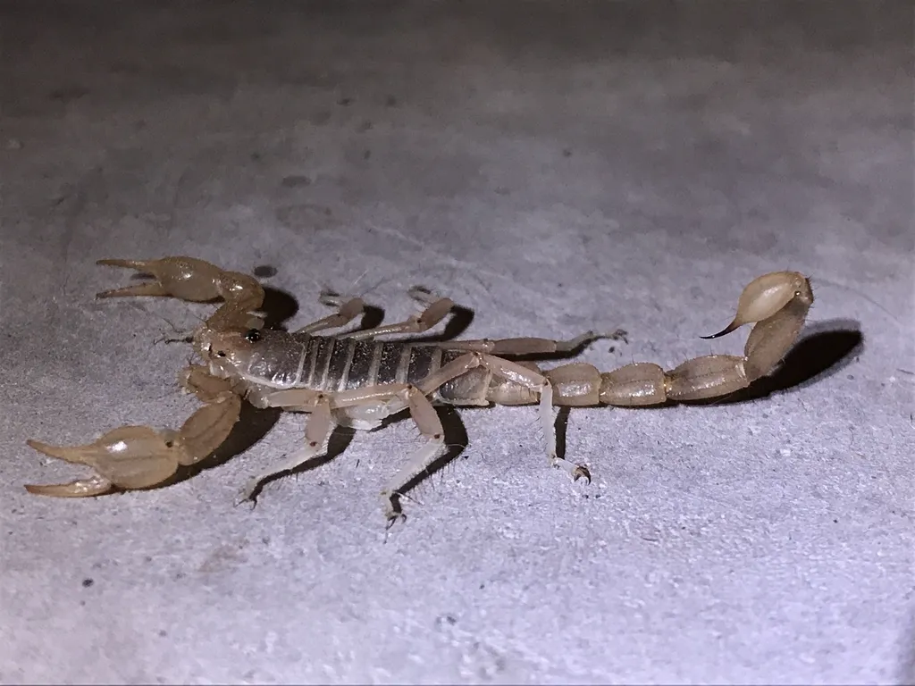 Side profile of a northern scorpion showing its curved tail and stinger