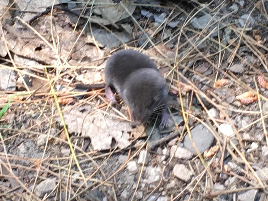 Northern Short-Tailed Shrew actively foraging in pine needle habitat showing pointed snout