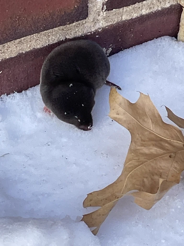 Northern Short-Tailed Shrew near fallen leaves demonstrating compact body