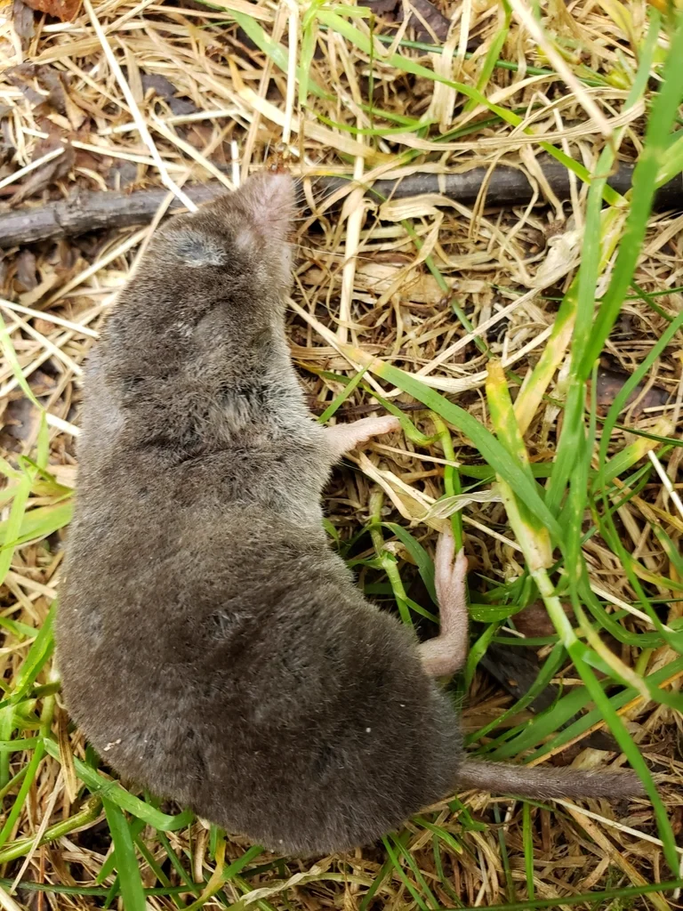 Northern Short-Tailed Shrew in grass habitat showing velvety fur