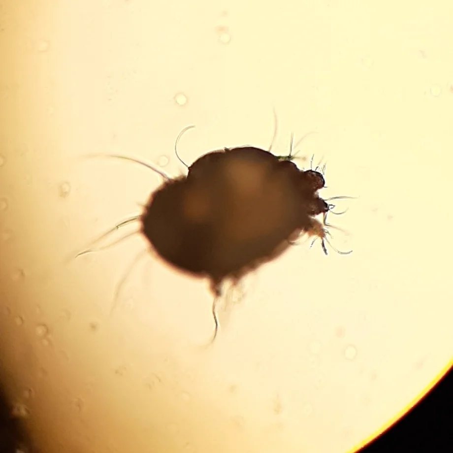 Notoedric mange mite under microscope displaying dorsal spines and leg arrangement
