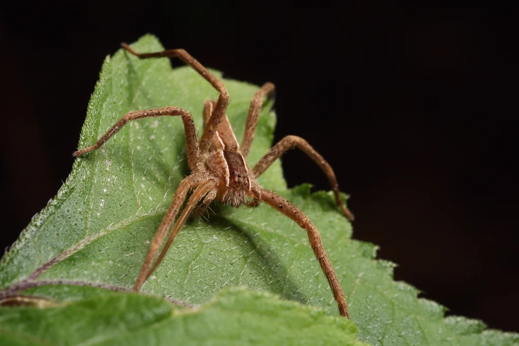 Nursery web spider showing full body profile with legs extended on leaf