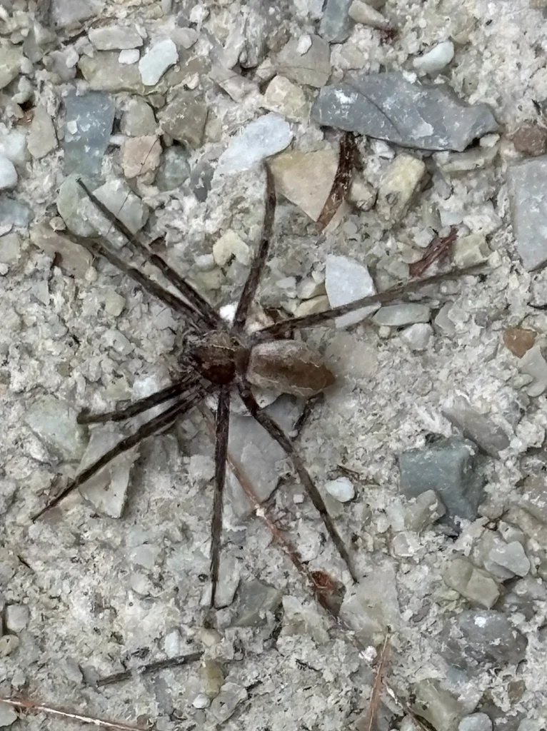 Nursery web spider on gravel surface demonstrating typical resting posture