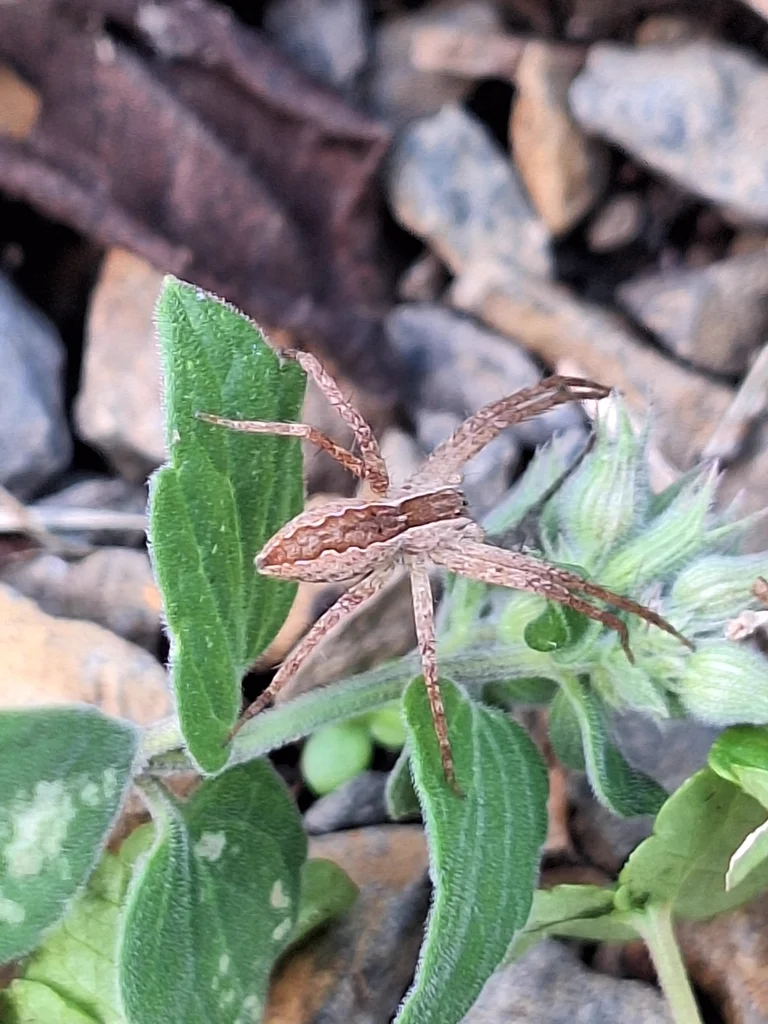American nursery web spider on foliage displaying characteristic brown coloration and long legs