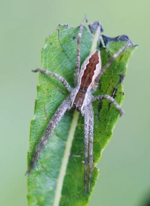 Side view of nursery web spider on leaf showing slender body shape